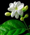 <i>Setangkai Buah Rindu</i>